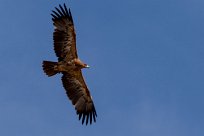 Tawny eagle (Aigle ravisseur) Tawny eagle (Aigle ravisseur)