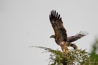 Tawny Eagle (Aigle ravisseur) Chobe River