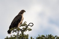 Tawny Eagle (Aigle ravisseur) Chobe National Park