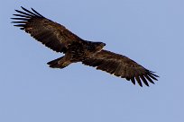 Tawny Eagle (Aigle ravisseur) Savuti_Marsh