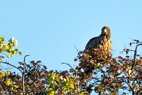 Tawny Eagle (Aigle ravisseur) Savuti_Marsh