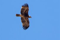 Tawny Eagle (Aigle ravisseur) Kwaï