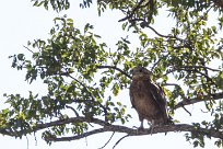 Tawny Eagle (Aigle ravisseur) Kwaï