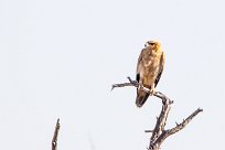 Tawny eagle (Aigle ravisseur) Etosha - Namibie