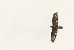 aigle_royal_01-2 null