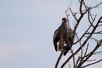 southern pale chanting goshawk (Autour chanteur) southern pale chanting goshawk (Autour chanteur)