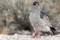 southern pale chanting goshawk (Autour chanteur) southern pale chanting goshawk (Autour chanteur)