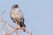 Pale Chanting Goshawk (Autour chanteur) Etosha - Namibie