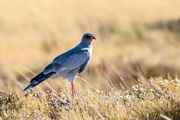 Pale Chanting Goshawk (Autour chanteur) Etosha - Namibie