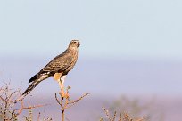 Pale Chanting Goshawk (Autour chanteur) Fish River Canyon