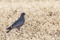 Pale Chanting Goshawk (Autour chanteur) Sossusvlei et Sesriem