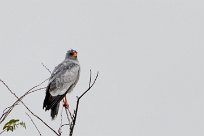 Pale Chanting Goshawk (Autour chanteur) Etosha