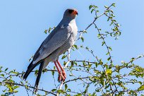 Pale chanting Goshawk (Autour chanteur) Nxai