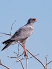 Southern Pale Chanting Goshawk (Autour chanteur) Namibie - Parc d'Etosha