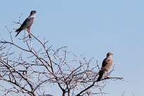 Southern Pale Chanting Goshawk (Autour chanteur) Namibie - Parc d'Etosha