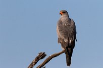 Southern Pale Chanting Goshawk (Autour chanteur) Namibie