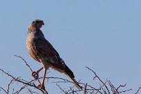 Southern Pale Chanting Goshawk (Autour chanteur) Namibie - Parc d'Etosha