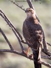 Gabar Goshawk (Autour gabar) Etosha