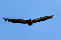 Bateleur (Bateleur des savanes) Savuti_Marsh