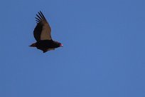 Bateleur (Bateleur des savanes) Bateleur (Bateleur des savanes)