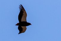 Bateleur (Bateleur des savanes) Bateleur (Bateleur des savanes)