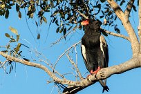 Bateleur (Bateleur des savanes) Bateleur (Bateleur des savanes)