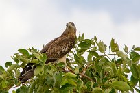 European honey buzzard (Bondrée apivore) European honey buzzard (Bondrée apivore)