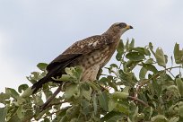 European honey buzzard (Bondrée apivore) European honey buzzard (Bondrée apivore)