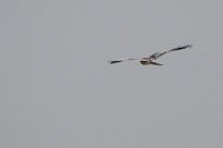 Montagu's Harrier (Busard cendré) Etosha