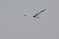 Montagu's Harrier (Busard cendré) Etosha