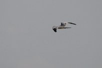 Montagu's Harrier (Busard cendré) Etosha