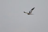 Montagu's Harrier (Busard cendré) Etosha