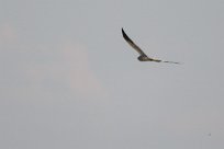 Montagu's Harrier (Busard cendré) Etosha