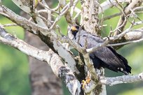 Busardo negro (Buse noire) Golfo Dulce - Costa Rica