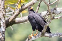 Busardo negro (Buse noire) Golfo Dulce - Costa Rica