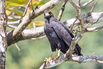 Busardo negro (Buse noire) Golfo Dulce - Costa Rica