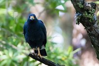 Busardo negro (Buse noire) Matapalo - Costa Rica