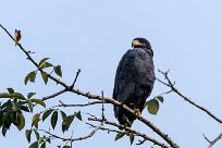 Busardo negro (Buse noire) Tarcoles - Costa Rica