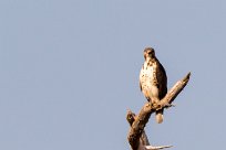 Augur Buzzard (Buse augure) Augur Buzzard (Buse augure)