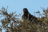 Augur buzzard (Buse augure) Grootberg