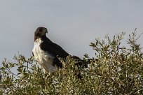 Augur buzzard (Buse augure) Grootberg