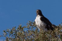 Augur buzzard (Buse augure) Grootberg