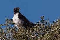 Augur buzzard (Buse augure) Grootberg