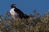 Augur buzzard (Buse augure) Grootberg