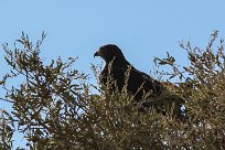 Augur buzzard Buse augure Grootberg