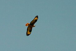 buse_feroce_02-2 null