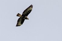 Buse variable Buse variable