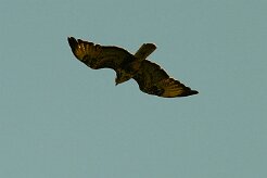 buse_variable_17-2 null