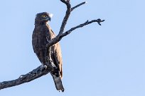 Brown Snake Eagle (Circaète brun) Kwaï