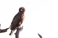 Brown Snake Eagle (Circaète brun) Brown Snake Eagle (Circaète brun)